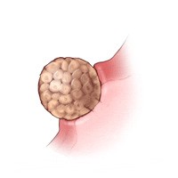Gebeliğin 1-4. Haftası
